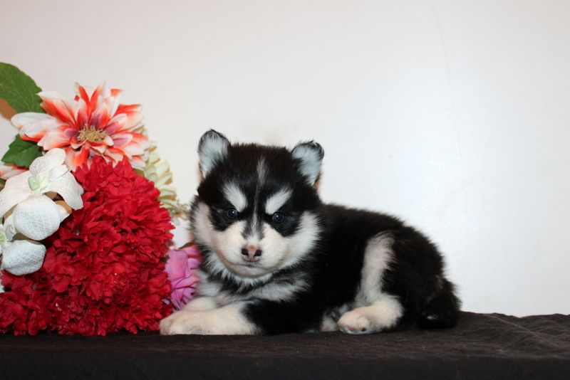 puppy, for, sale, Pomsky, Matthew B. Stoltzfus, dog, breeder, Gap, PA, dog-breeder, puppy-for-sale, forsale, nearby, find, puppyfind, locator, puppylocator, aca